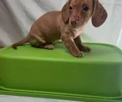 6 Dachshund puppies available