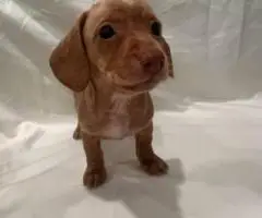 6 Dachshund puppies available