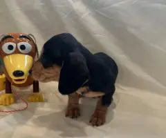 6 Dachshund puppies available
