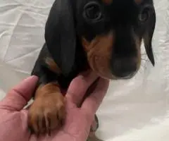 6 Dachshund puppies available