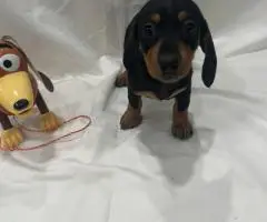 6 Dachshund puppies available