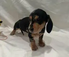 6 Dachshund puppies available