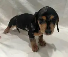 6 Dachshund puppies available