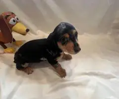 6 Dachshund puppies available
