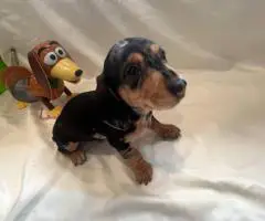 6 Dachshund puppies available