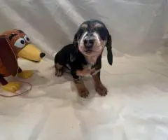 6 Dachshund puppies available