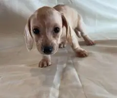 6 Dachshund puppies available