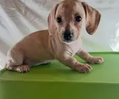 6 Dachshund puppies available