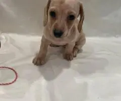 6 Dachshund puppies available