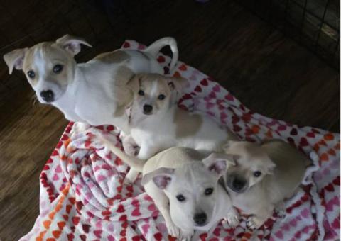 11 weeks old Jack Russell puppies for sale