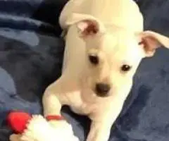 11 weeks old Jack Russell puppies for sale