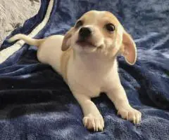 11 weeks old Jack Russell puppies for sale
