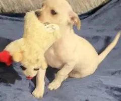 11 weeks old Jack Russell puppies for sale
