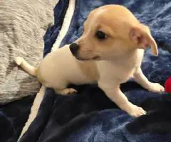11 weeks old Jack Russell puppies for sale