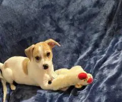 11 weeks old Jack Russell puppies for sale