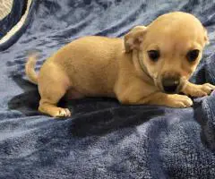11 weeks old Jack Russell puppies for sale