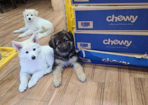 White and standard black and tan German Shepherd puppies