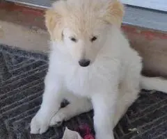 White and standard black and tan German Shepherd puppies