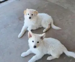 White and standard black and tan German Shepherd puppies