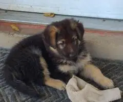 White and standard black and tan German Shepherd puppies