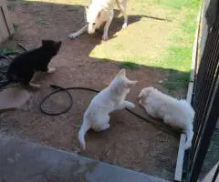 White and standard black and tan German Shepherd puppies