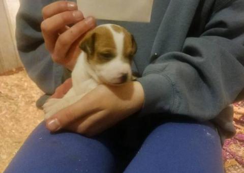 5 beautiful purebred Jack Russell puppies for sale