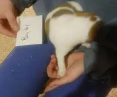 5 beautiful purebred Jack Russell puppies for sale