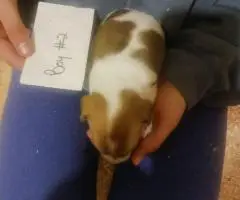 5 beautiful purebred Jack Russell puppies for sale