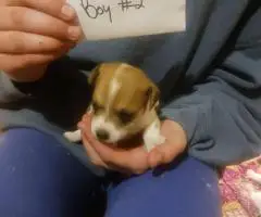 5 beautiful purebred Jack Russell puppies for sale