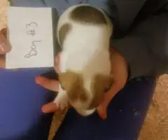 5 beautiful purebred Jack Russell puppies for sale