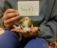 5 beautiful purebred Jack Russell puppies for sale