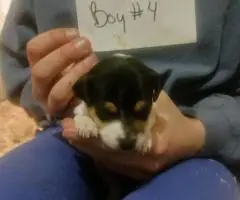 5 beautiful purebred Jack Russell puppies for sale