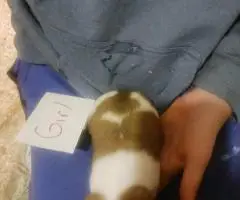 5 beautiful purebred Jack Russell puppies for sale