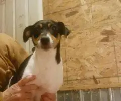 5 beautiful purebred Jack Russell puppies for sale