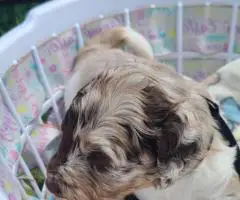 Aussiedoodle puppies