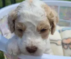 Aussiedoodle puppies