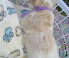 Aussiedoodle puppies