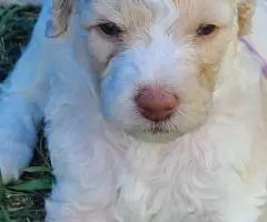 Aussiedoodle puppies