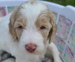 Aussiedoodle puppies