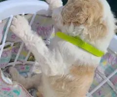 Aussiedoodle puppies