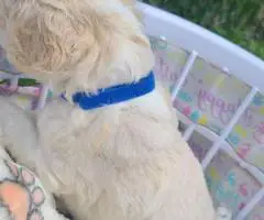 Aussiedoodle puppies