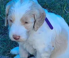 Aussiedoodle puppies
