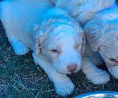 Aussiedoodle puppies