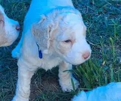 Aussiedoodle puppies