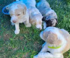 Aussiedoodle puppies