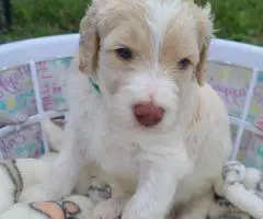Aussiedoodle puppies