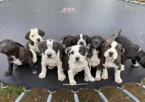 Weaned Pit Bull puppies