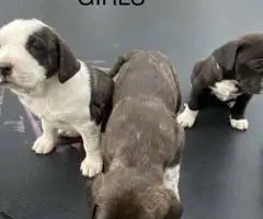 Weaned Pit Bull puppies