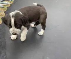 Weaned Pit Bull puppies