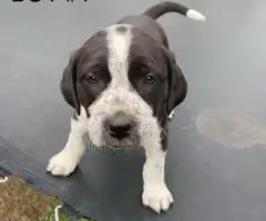 Weaned Pit Bull puppies